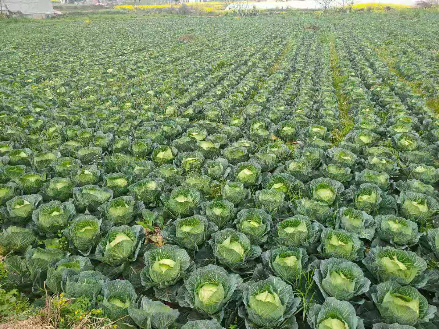 牛心甘蓝在徐州农田中生长的场景 牛心甘蓝在徐州农田中生长的场景