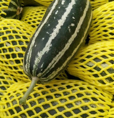 产地大量供应博洋系列甜瓜