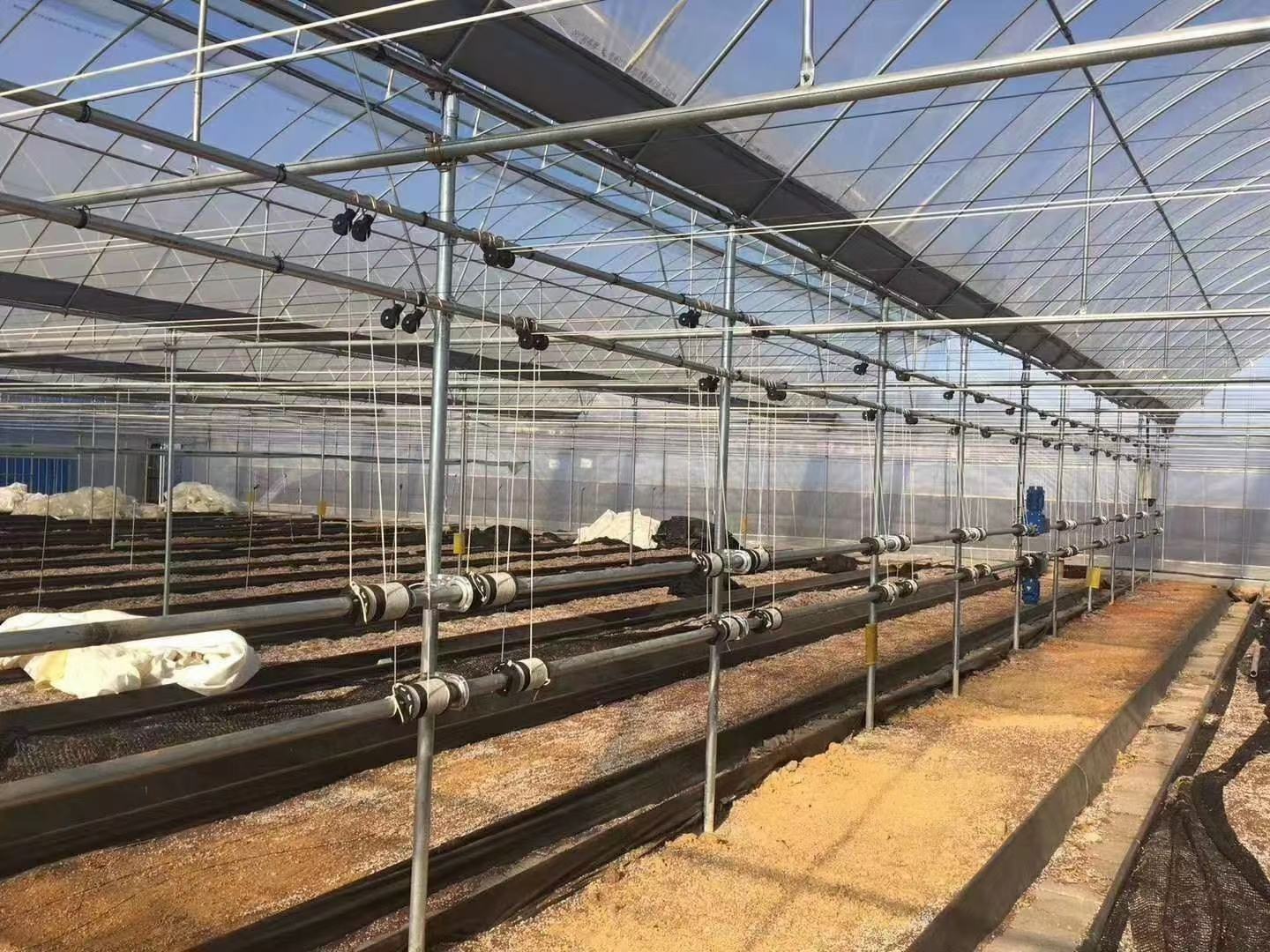 线椒滴灌系统应用实景图