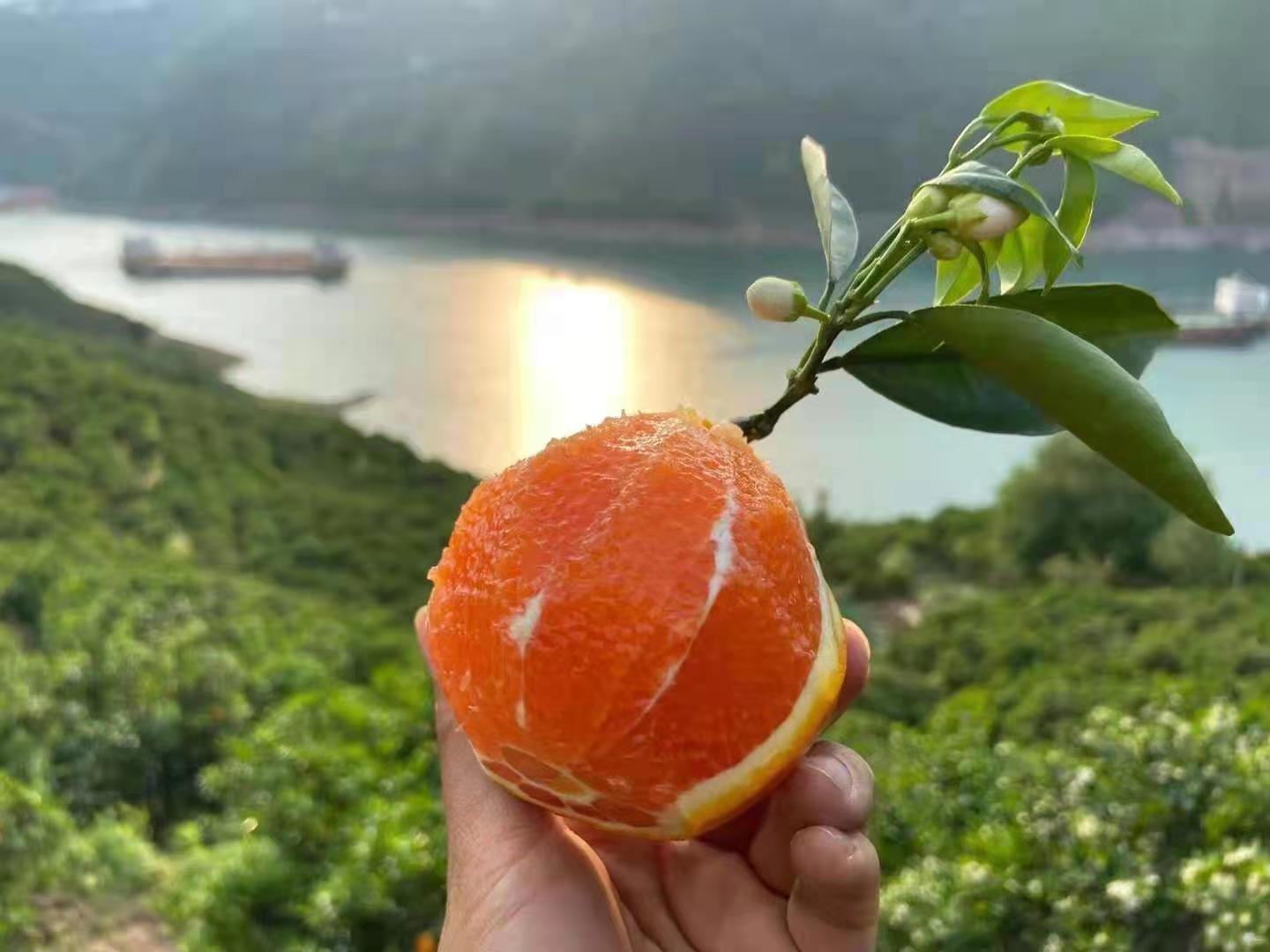 一家三口在客厅享用赣南脐橙,桌上摆放剥好的橙瓣,孩子开心地拿着一瓣橙子,父母微笑交谈,背景温馨明亮,突出健康生活理念 赣南脐橙家庭享用场景图
