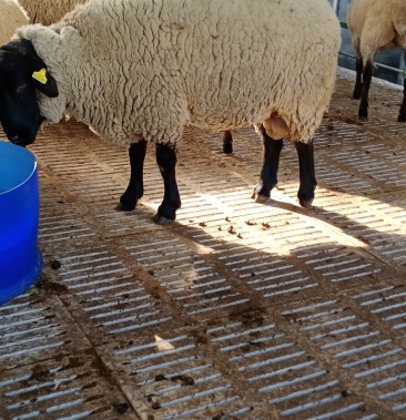 纯种萨福克种公羊头胎母羊青年公包成活包运输疫苗齐全