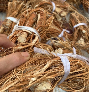 农村合作社加工直销足干小扎无硫五指毛桃一两重左右