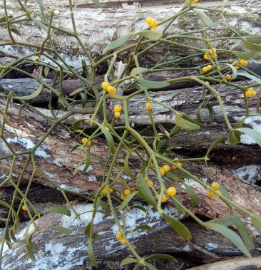 东北野生冻青寄生现采鲜冻青野生寄生冬青北寄生