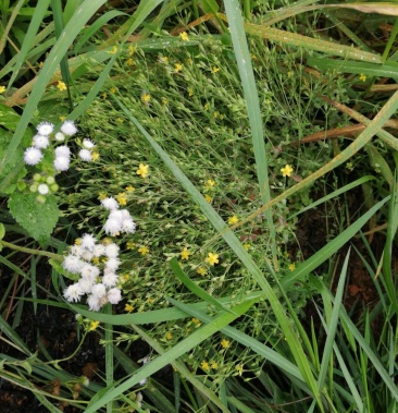 [田基黄批发]野生田基黄价格28.00元/斤 - 一亩田