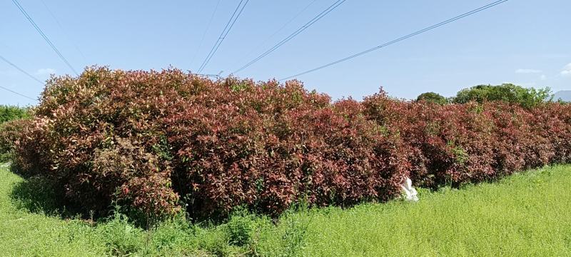 红叶石楠的种植方法