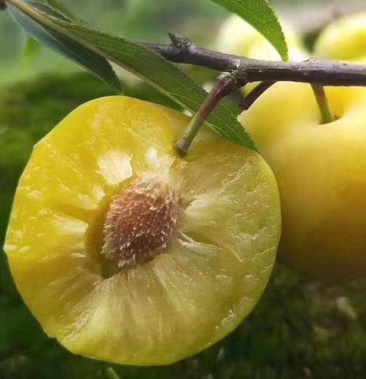 贵州镇宁六马蜂糖李四月李