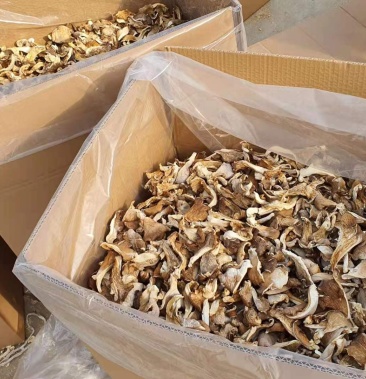干平菇自然风干颜色好看