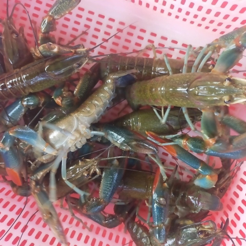 澳洲淡水小青龙澳洲龙虾澳州小龙虾澳龙龙虾