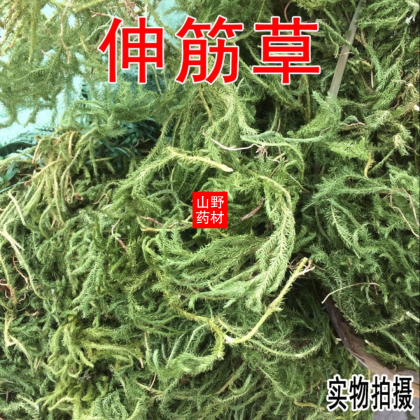 筋骨草药用价值图片