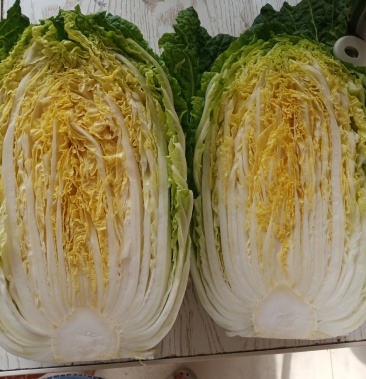 平度地区冷库储存保鲜菜黄心大白菜袋装毛菜