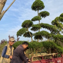 自家1-4米精品小叶女贞造型苗圃，大量供应