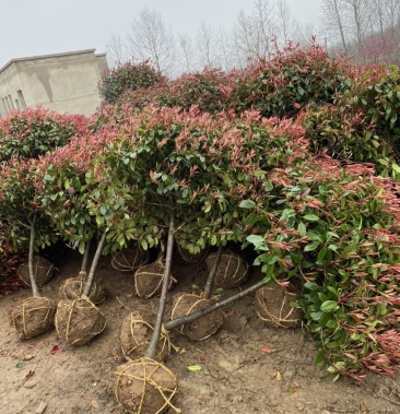 [红叶石楠批发]高杆(丛生)红叶石楠球,1-2米冠量大,价格55.