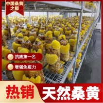 大量销售纯桑木桑黄菌包大量上市品质保证