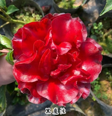名贵稀有品种茶花:【黑魔法】