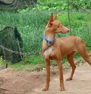 [狗批发]法老王猎犬幼犬价格4200.00元/个 - 一亩田