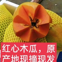 木瓜，产地直销，欢迎老板来电，可到现场看货