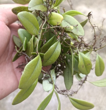 [地锦草批发]抱石莲价格6.00元/斤 - 一亩田