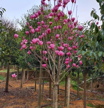 紫玉兰,二乔玉兰,娇红玉兰,基地直销,大量批发