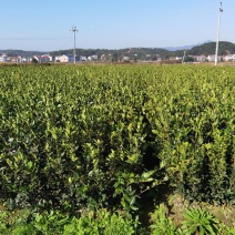 杂交油茶苗