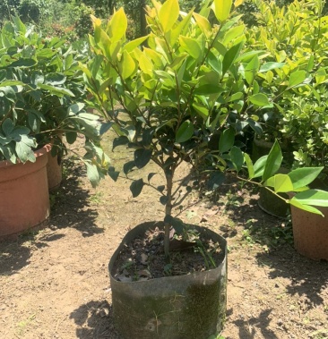 [女贞批发]金森女贞球价格30.00元/棵 - 一亩田