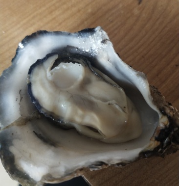 大连生蚝,二倍体,三倍体,牡蛎,黑牡蛎,生蚝