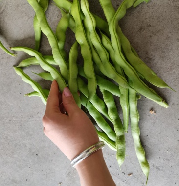 精品肉豆便宜货好大减价