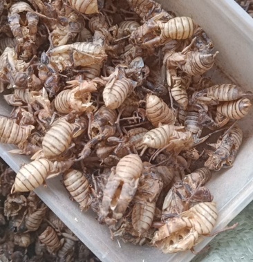 00元/斤 - 一亩田