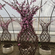 辽宁开原精品榆叶梅花瓶造型紫叶稠李花瓶造型繁育基地