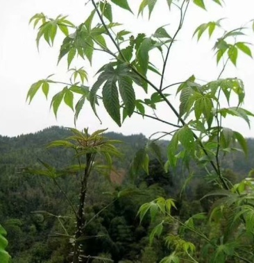 广西省来宾市金秀金秀县大瑶山甜茶