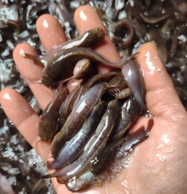 [鲶鱼苗批发]塘角鱼苗价格0.10元/个 - 一亩田