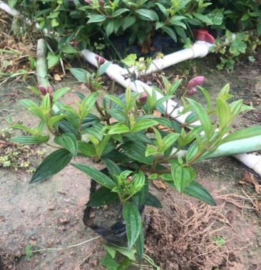 大量巴西野牡丹(紫花野牡丹)低价出售,货源充足