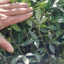 九叶青花椒杯苗，天知椒杯苗，藤椒杯苗，假一陪十，广交朋友