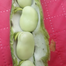 城固蚕豆，胡豆绿色无烂的现货保质量保满意现货