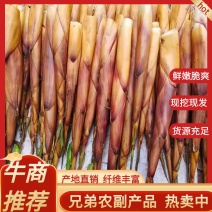 【精品】笋高山优质苦笋价格便宜现挖现发品质保证