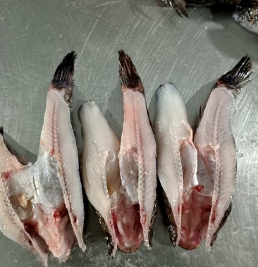 笋壳鱼木乃鱼沙塘鳢淡水石斑虎头鱼