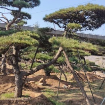 油松景观松黑松造型松，山东苗木基地直供，全国发货