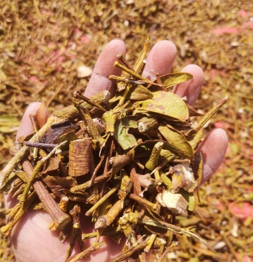 东北野生槲寄生冻青寄生子自然晒干槲寄生野生冻青