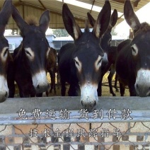 肉驴免费运输货到付款技术培训保障成活率
