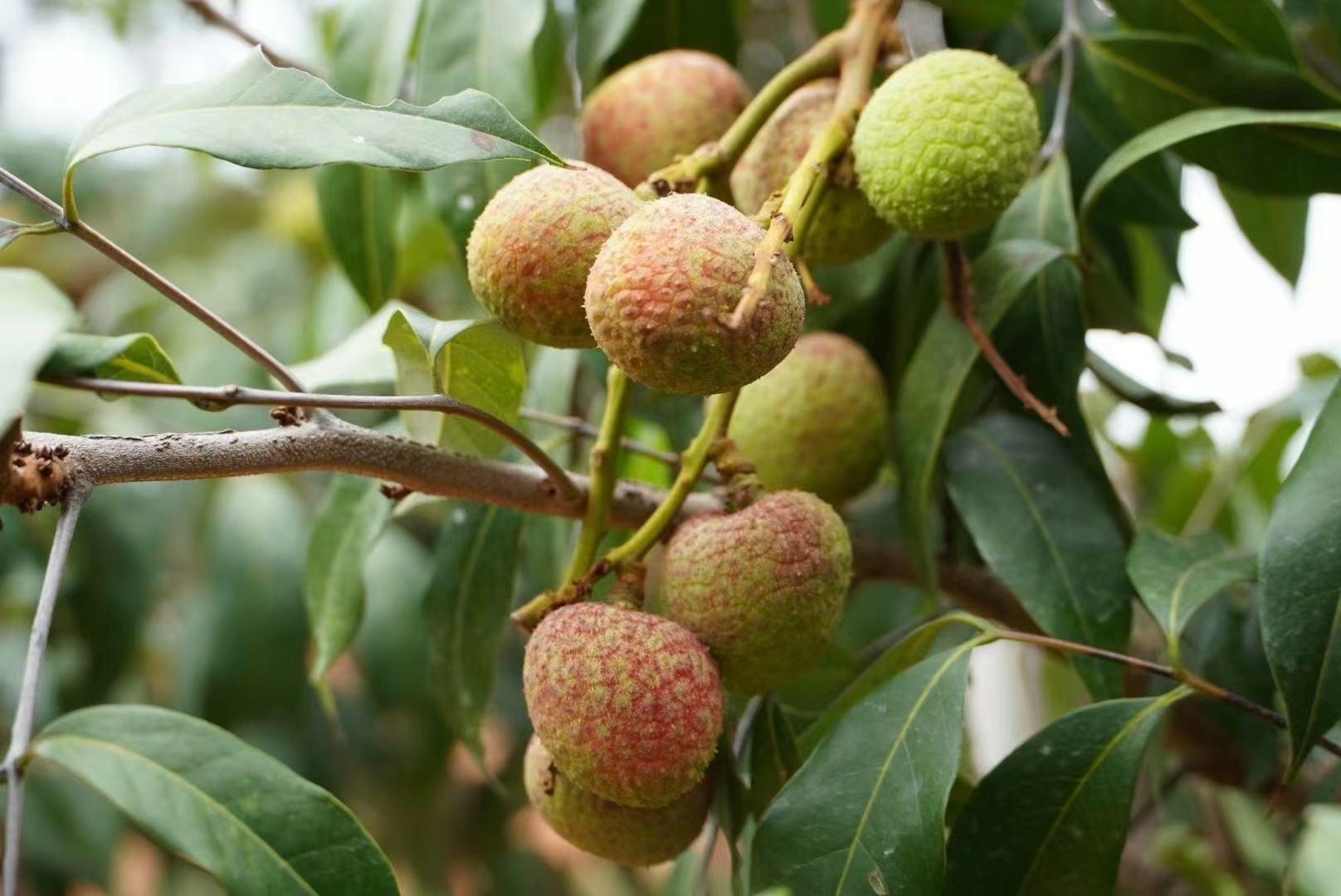 信息图展示三月红荔枝的主要营养成分柱状对比图:左侧为维生素C(71.5mg/100g),中间为钾元素(151mg/100g),右侧为总多酚(约120mg GAE/100g),背景配有简笔画风格的荔枝剖面、人体免疫细胞、大脑轮廓和运动人物剪影,突出其多重健康益处 三月红荔枝营养图表