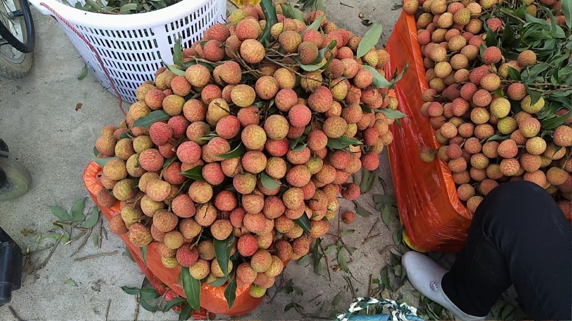 几位身穿防晒衣的果农正在清晨的荔枝园中采摘三月红荔枝,他们使用剪刀小心地剪下成串的果实,脚下堆放着装满新鲜荔枝的竹筐,背景是薄雾笼罩的田园风光 农民在清晨采摘三月红荔枝的场景