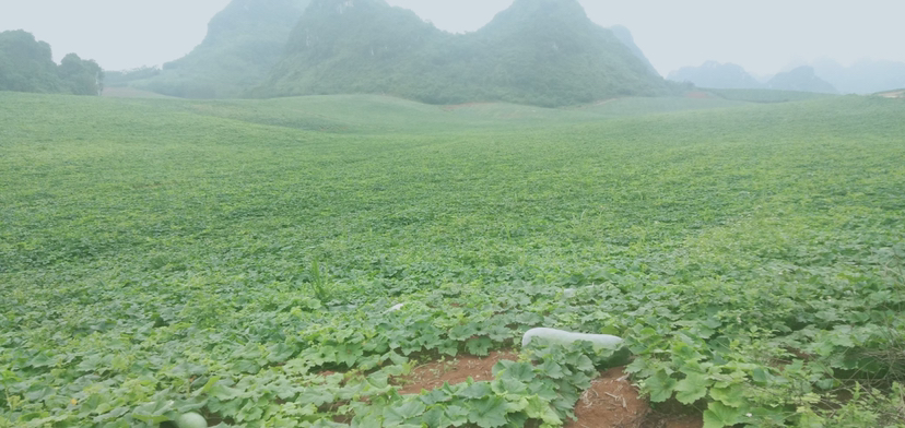 上林县澄泰乡黑皮冬瓜标准化种植基地航拍全景