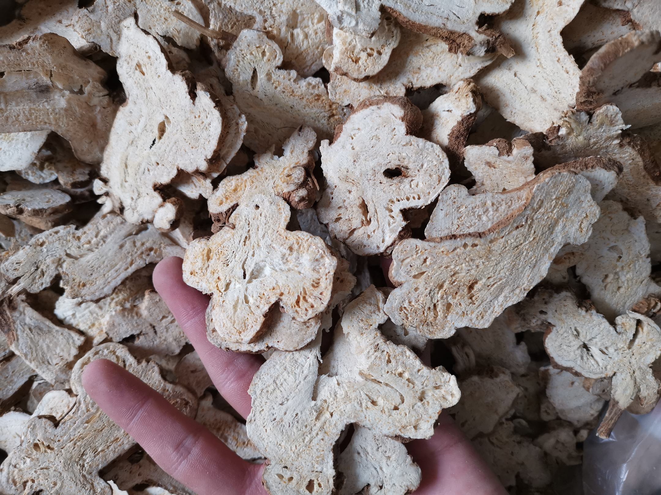 展示白术片(左)与生白术片(右)的外观对比,左侧颜色偏黄白,右侧偏淡棕色,厚度一致,但纹理略有不同 白术片与生白术片对比图