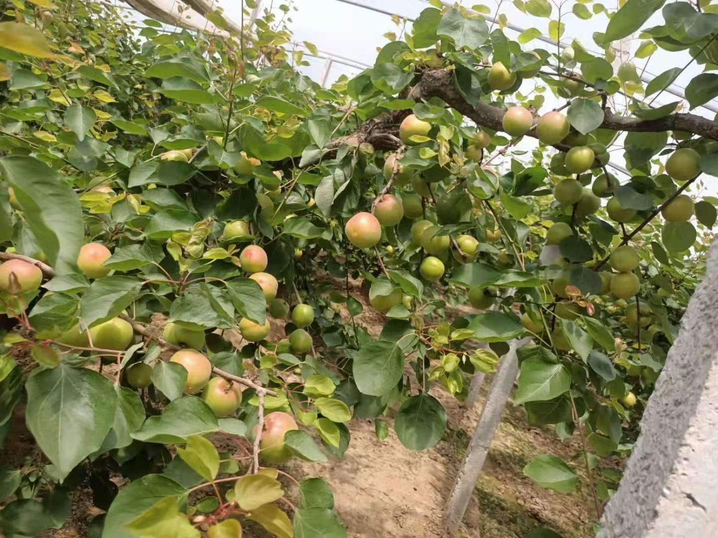 一片初具规模的凯特杏幼龄果园,树龄约为2-3年,树木整齐排列,行间距清晰;春季开花末期,部分花朵已凋谢,新叶初展,嫩绿可人;地面覆盖黑色地膜以抑草保湿,滴灌系统管线铺设有序,体现现代化果园管理模式 凯特杏果园春季景观