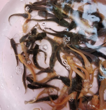 鲶鱼苗