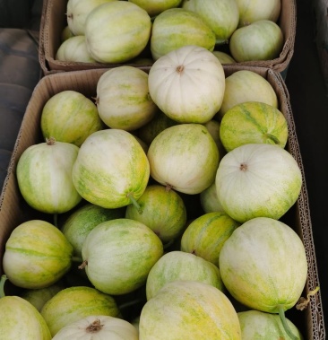 [金妃香瓜批发]金妃瓜价格2.50元/斤 - 一亩田