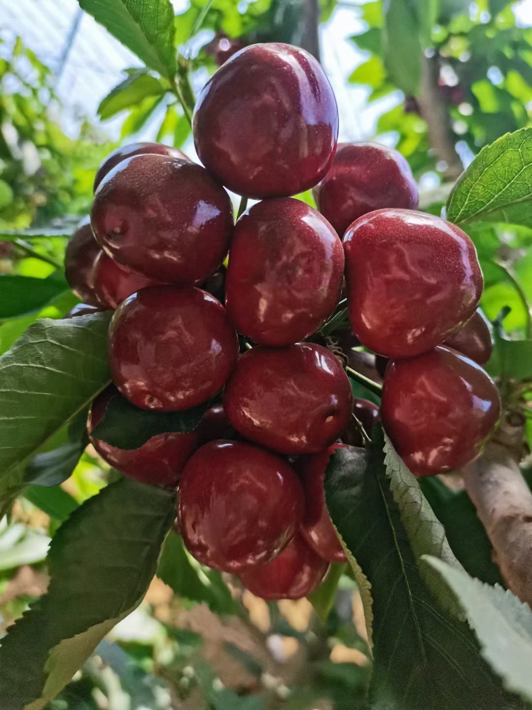 [美早樱桃批发]大连美早价格50.00元/斤 - 一亩田