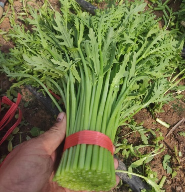 [蒿子杆批发]优质茼蒿(蒿子杆)价格2.00元/斤 - 一亩田