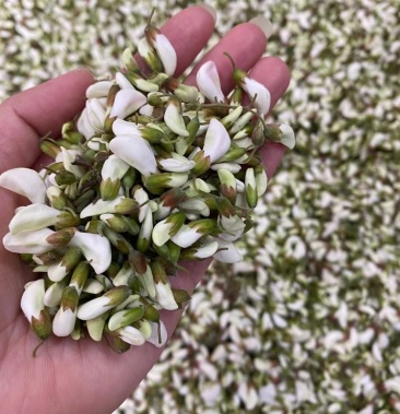 陝南秦嶺野生槐花洋槐花