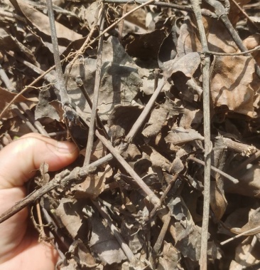 中药材草珊瑚 肿节风 九节茶江西宜丰干货