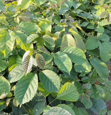 紫花风铃木营养小杯苗路边公园旅游景区之一树苗